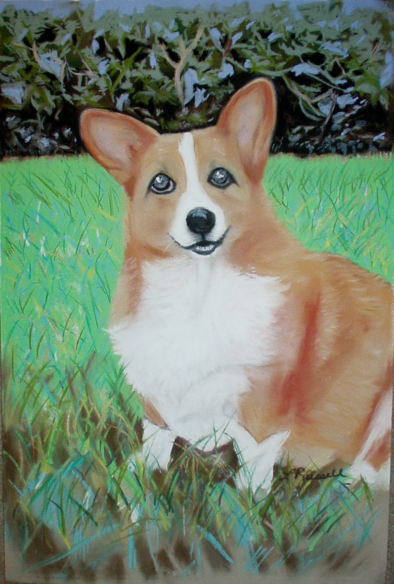 Corgi