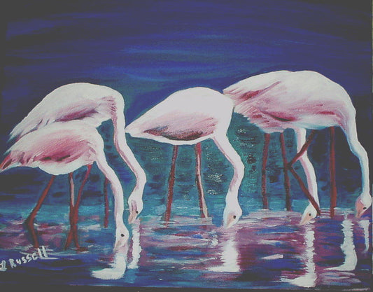 Flamingos Drinking