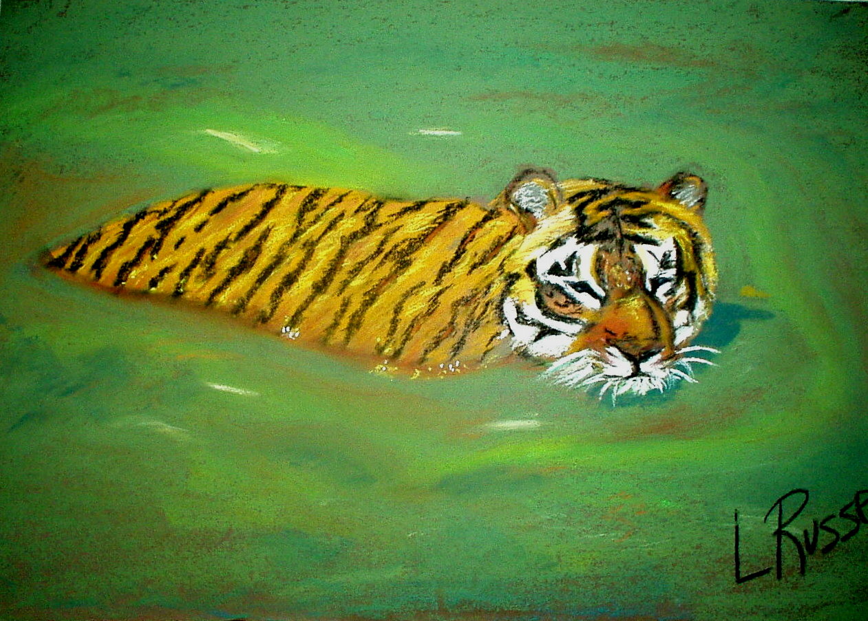 Swimming Tiger